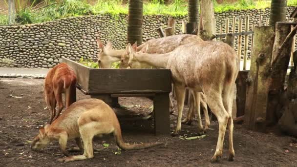 Τα ελάφια του Τιμόρ, Cervus timorensis τρώνε φύλλα. Ζώα που ζουν σε ομάδες — Αρχείο Βίντεο