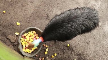 Bir kasenin kaynadığı meyveleri yiyen bir cassowary 'nin görüntüsü.