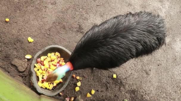 Ovanifrån bilder av en cassowary äta frukt från en stenskål — Stockvideo