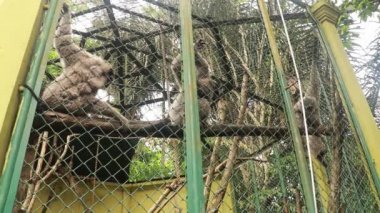 Siyah jibonlar sabahları hayvanat bahçesinde kafeslerde yaşarlar.