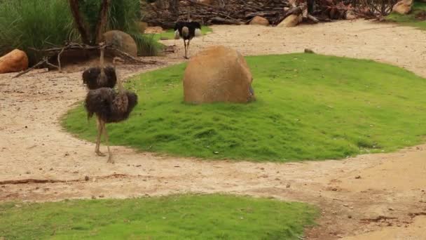 Een rhea, of nandu, loopt over gras naar links, hoofd naar beneden en foerageren voor voedsel op de grond — Stockvideo