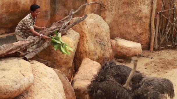 젊은 아시아인이 화창 한 날 가금류 농장에서 타조에게 젖을 먹이고 있습니다. 십 대들은 낙엽으로 낙타 새를 먹이로 삼는다. 소년은 여가를 즐기며 동물원에서 재미를 본다 — 비디오