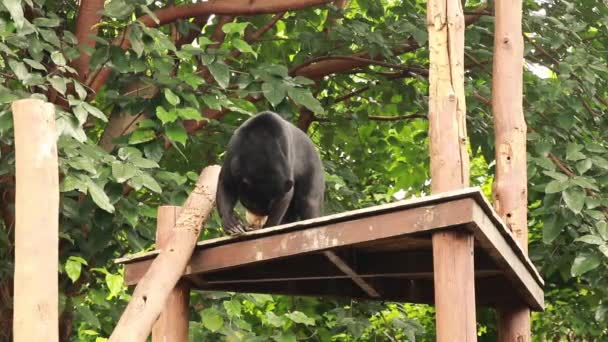 Malaysiska solbjörnen, honungsbjörnen, Bali Indonesien. Helarctos malayanus på träkonstruktion i ZOO. Ursus malayanus på plattformen i djungeln — Stockvideo