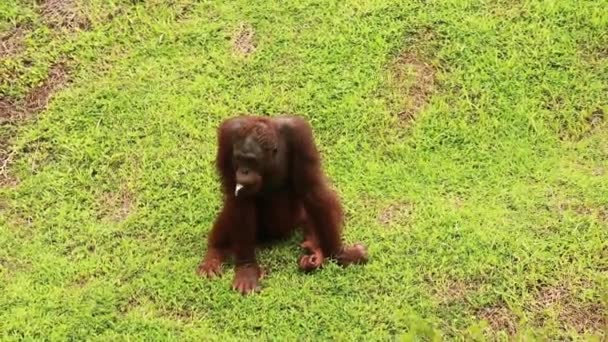 Orang-outan assis sur l'herbe et se détendre dans le parc — Video