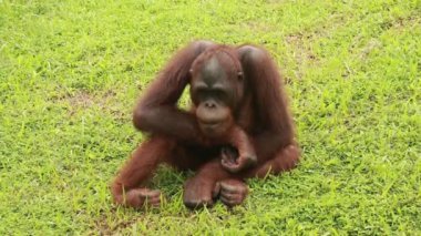 Orangutan çimenlerde oturuyor ve parkta dinleniyor.