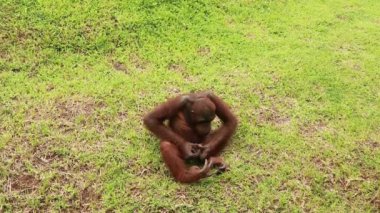 Şirin bir erkek orangutan çimlerin üzerinde oturur ve bir kabukla oynar. Orangutanlar hayvanat bahçesinde iyi vakit geçirirler. Bir maymun çimenlerde oturur ve salyangoz kabuğuna bakar.