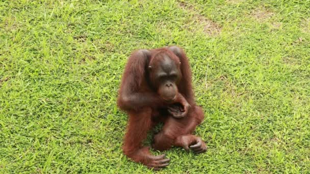 Orangutan sitting on the grass and relax in the Park — Stock Video