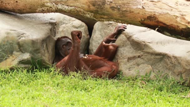 Un orangután macho yace en la hierba debajo de un árbol y come fruta. Un orangután salvaje en la selva tropical de la isla de Borneo, Malasia, de cerca. Mono orangután en la plataforma con comida en la selva — Vídeos de Stock