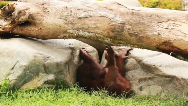 Чоловічий орангутанг відпочиває і розслабляється на траві під деревом в зоопарку — стокове відео