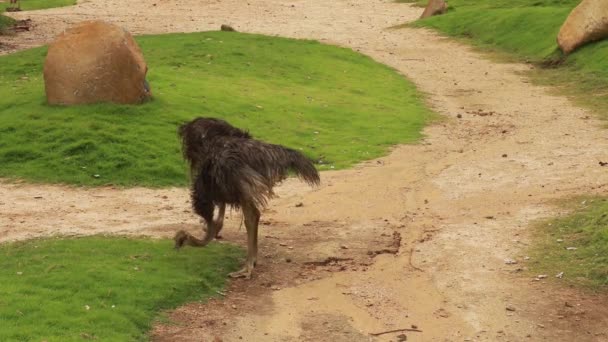 Sebuah rhea, atau nandu, berjalan melintasi rumput ke kiri, kepala ke bawah dan mencari makan di tanah — Stok Video