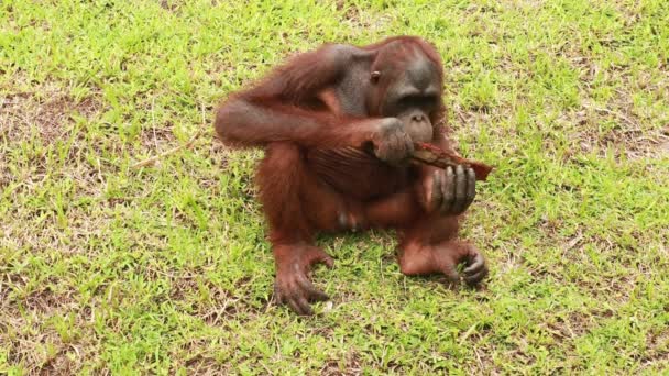 An ape plays with a piece of wood in a zoo park. A male orangutan sits on the grass and looks at a piece of bark — Stock Video