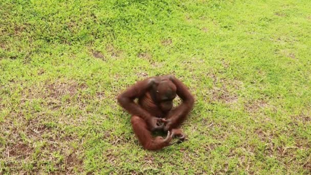 Roztomilý orangutan sedí na trávě a hraje si s mušlí. Orangutani se dobře baví v parku ZOO. Opice sedí na trávě a dívá se na ulitu šneka — Stock video