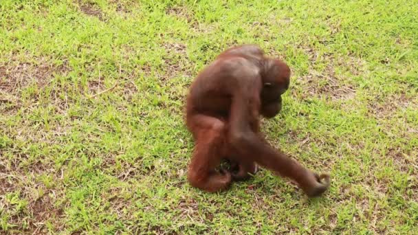 Ένας αρσενικός ουρακοτάγκος κάθεται στο γρασίδι και παίζει με ένα κέλυφος. Orangutans χαλαρώστε στο πάρκο ZOO — Αρχείο Βίντεο