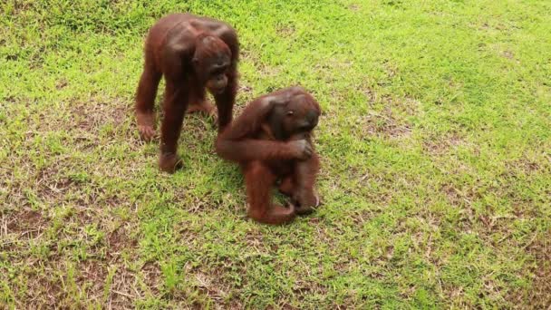 Un orangután macho se sienta en la hierba y juega con una concha. Los orangutanes se relajan en el ZOO Park — Vídeos de Stock