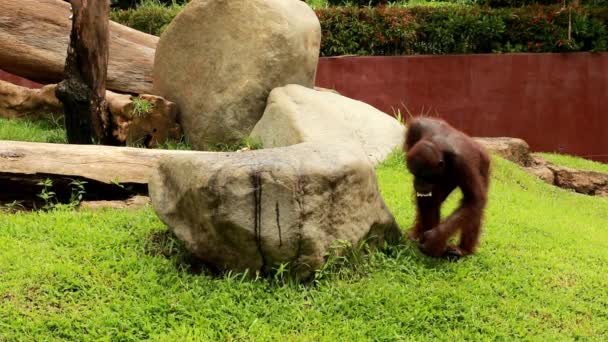 Βίντεο με μια θηλυκή Ορανγκούταν να τρώει στο ζωολογικό κήπο. Ένας πίθηκος περπατάει στο γρασίδι. Οι Ορανγκούταν περνάνε καλά στο πάρκο. Μια ξεχωριστή εμφάνιση. Άγρια ζωή μαϊμού από την Ασία παίζει — Αρχείο Βίντεο
