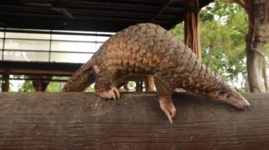 Java Pangolin ahşap bir kütüğe tırmanır Manis Javanica ahşap inşaatında. Asya 'dan kaçırılmış. Çünkü yaygın olarak tüketiliyor ve pulları Çin tıbbının bir bileşeni. Vahşi yaşam suçu
