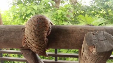 Tahtada yürüyen bir Trenggiling 'in yan görüntüsü. Manis Javanica vahşi doğada yürüyor. Pangolinler, pullu karıncayiyenler olarak da bilinir. Manis pentadactyla
