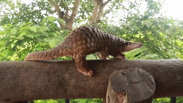 Java Pangolin sube un tronco de madera.. Manis javanica en la construcción de madera. Fue contrabandeado en Asia. Debido a que se consume popularmente y sus escalas son un ingrediente en la medicina china. Delitos contra la vida silvestre — Vídeo de stock