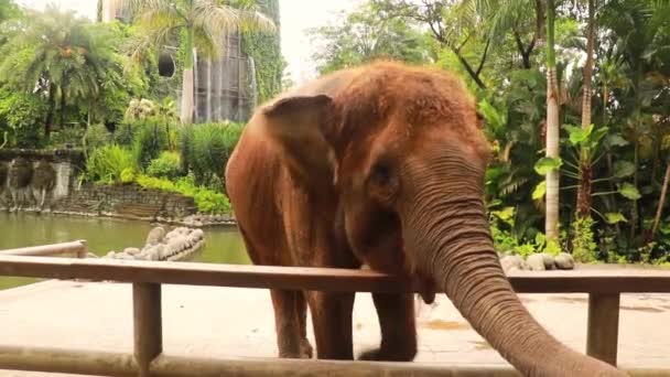 Giovane ragazza asiatica si nutre elefante a mano, elefante afferrare verdura, e frutta da proboscide — Video Stock