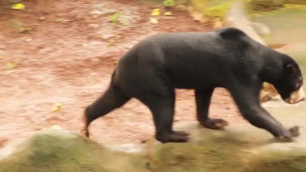 Malajziai medve vagy napmedve a természetben, ritka veszélyeztetett faj, 4K. Sun maci sétál az állatkert parkban, Balin, Indonéziában, Délkelet-Ázsiában — Stock videók