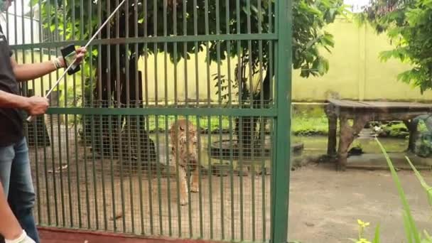 Un uomo nutre carne di tigre adulta. Un turista serve carne di tigre attraverso i bar di una gabbia. 4K Primo piano della tigre sumatran — Video Stock