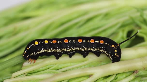 Černá larva můry, Hyles gallii v prefektuře nagano, Japonsko. Housenka s barevnými puntíky polky se plazí po listech tropické rostliny. Video 4k — Stock video