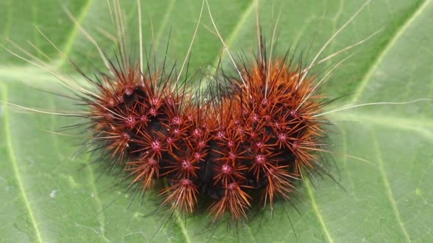 Rhodogastria amasis mit langen Haaren und rosa Tupfen kriecht auf den Blättern einer tropischen Pflanze. Dreifarbige Tigermotte, ist eine Motte aus der Familie der Erebidae. Behaarte Raupe auf einem grünen Blatt — Stockvideo