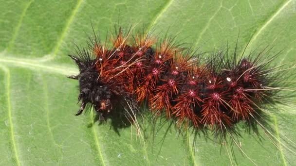 Rhodogastrië amase met lang haar en roze stippen kruipt op de bladeren van een tropische plant. Erebidae is een nachtvlinder uit de familie van de spinneruilen (Erebidae). Harige rups op een groen blad. 4k video — Stockvideo