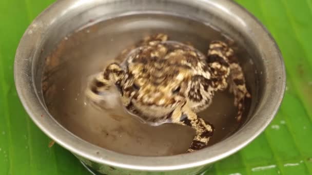 Pad Bufo melanostictus ademt zwaar. Koh Chang Marine Nationaal Park, Thailand. Pad in een kom water — Stockvideo