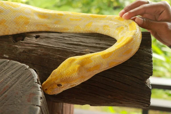 手动触摸Python焦点选择性。用手触摸一条蟒蛇的皮肤。黄金或缅甸蟒蛇。包扎 — 图库照片