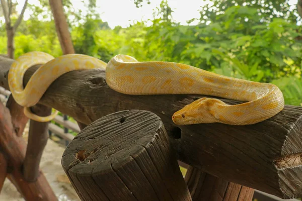 Um retrato de um albino birmanês Python, Python bivittatus curling em um ramo — Fotografia de Stock