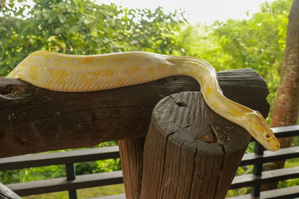 年轻的黄色缅甸蟒蛇逼近。Albino Python bivittatus爬到木梁上 — 图库照片