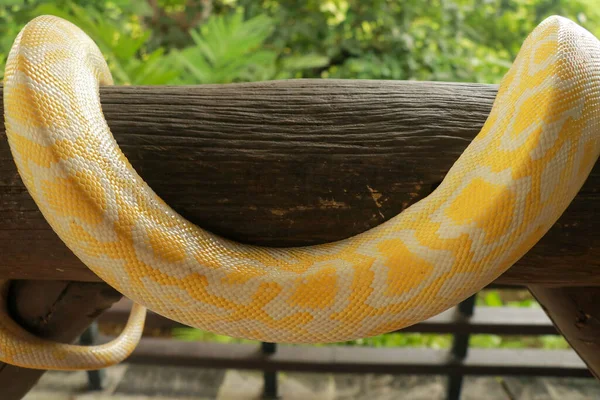 Python molurus bivittatus albino 。成年个体蛇在干枝上被勒死 — 图库照片