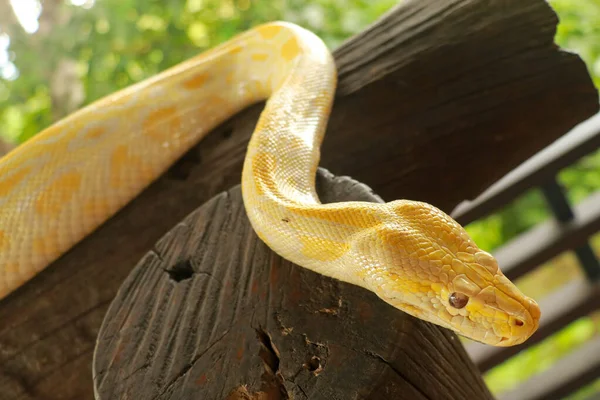 年轻的黄色缅甸蟒蛇逼近。Albino Python bivittatus爬到木梁上 — 图库照片