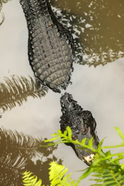 Tropikal ormandaki çamurlu bir nehirde siyah derili timsahın üst görüntüsü. Timsah Moreletii çamurlu suda yatar ve avını bekler.