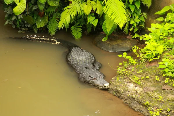 Krokodyl w błotnistej wodzie w tropikalnym lesie deszczowym. Crocodylus moreletii czeka w rzece na zdobycz. Morelets krokodyl inwazyjny gadzi aligator z otwartymi szczękami gotowy do polowania w Ventanilla — Zdjęcie stockowe