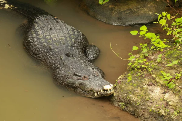 Crocodile dans l'eau boueuse d'une forêt tropicale humide. Crocodylus moreletii attend ses proies dans la rivière. Morelets crocodile alligator reptilien invasif à mâchoires ouvertes prêt à chasser à Ventanilla — Photo