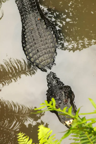 Blick auf schwarzes Hautkrokodil in einem schlammigen Fluss im tropischen Dschungel. Crocodylus moreletii liegt im schlammigen Wasser und wartet auf Beute — Stockfoto