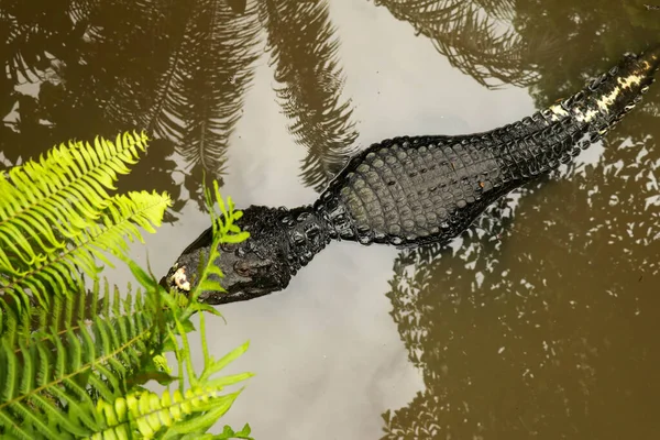 Widok z góry na czarną skórę Krokodyl w błotnistej rzece w tropikalnej dżungli. Crocodylus moreletii leży w błotnistej wodzie i czeka na ofiarę — Zdjęcie stockowe