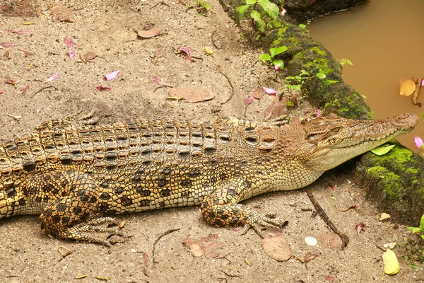 Saltvannskrokodille venter på byttedyr ved elven i den tropiske jungelen. Krokodylus porosus soler seg på elvebredden. Et saltvanns, indopasivt krokodillebilde ovenfra som gir bakgrunn – stockfoto