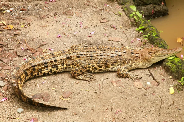 Солёный крокодил ждёт добычу у реки в тропических джунглях. Crocodylus porosus греется на солнце на берегу реки. Соленая вода индотихоокеанский вид крокодила сверху дает фон — стоковое фото