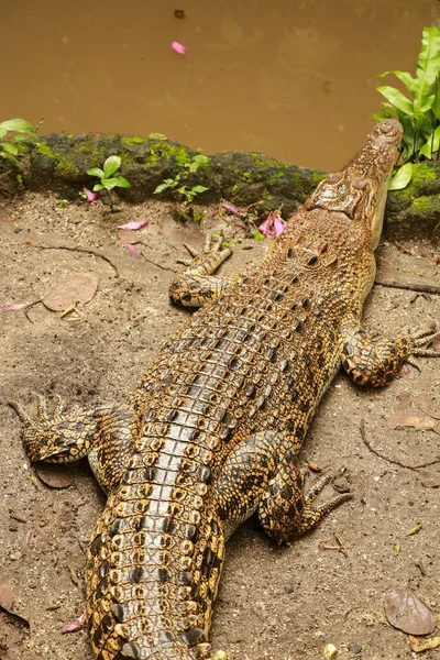 Junges Salzwasserkrokodil, auch als Mündungskrokodil oder indo-pazifisches Krokodil Crocodylus porosus auf einer kommerziellen Krokodilfarm in Darwin bekannt, ist das größte aller lebenden Reptilien — Stockfoto