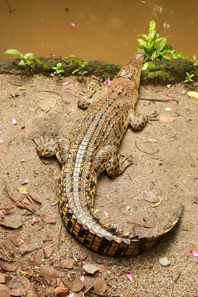 Saltvattenkrokodil väntar på byte vid floden. Crocodylus porosus badar i solen på flodstranden. Juvenil saltvattenkrokodil, Estuarin eller Indo-Pacific krokodil. Den största av alla levande — Stockfoto