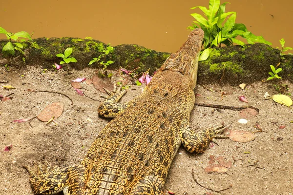 Juvenilní krokodýli mořští, také známí jako krokodýl estuarinský nebo krokodýl indicko-pacifický, Krokodýl porosus, vyobrazený na komerční farmě krokodýlů v Darwinu, jsou největší ze všech živých plazů — Stock fotografie