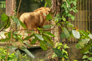 Yeşillik yeşil ormanda Asyalı Aslan Erkek. Bali 'deki hayvanat bahçesi parkında Asya aslanı