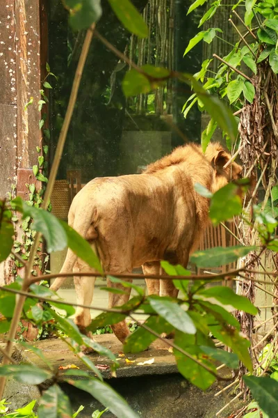 푸른 숲에 사는 아시아 사자 수컷입니다. 발리의 조오 공원에 있는 아시아 사자 — 스톡 사진