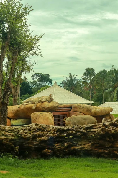 Stolze Löwenmännchen liegen auf einem hohen, grünen Felsbrocken mit einer Klippe im Hintergrund. Asiatisches Löwenweibchen liegt auf einem Felsen und ruht in einem Zoo-Park, Bali, Indonesien — Stockfoto