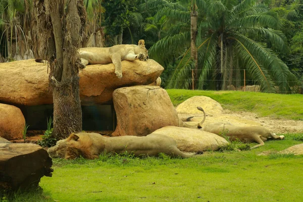 Δυο λιοντάρια ξαπλώνουν στο βραχώδες και καταπράσινο έδαφος. — Φωτογραφία Αρχείου