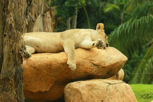 Endonezya, Bali 'de bir hayvanat bahçesi parkında kayanın üzerinde yatan dişi Asya aslanı. Aslan Küpü kayanın üzerine uzanmış, Panthera Leo. Genç dişi aslan dinleniyor. — Stok fotoğraf