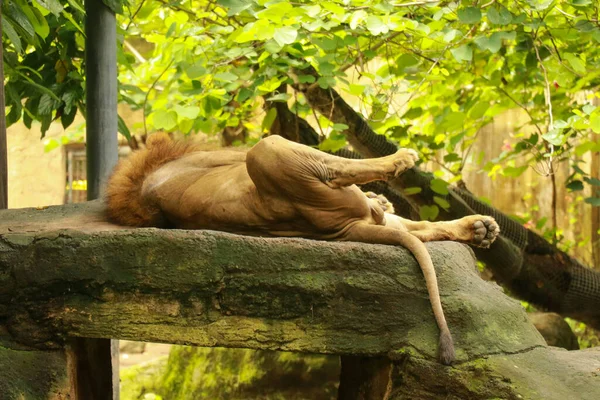 Leão macho dormindo em uma rocha grande. Retrato do Rei Leão, deitado de costas no pedregulho ao sol da manhã, esticando as patas no ar e desfrutando do calor — Fotografia de Stock